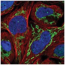 ZNF7 Antibody, Novus Biologicals:Antibodies:Primary Antibodies