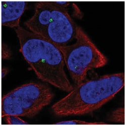 ZNF766 Antibody, Novus Biologicals 100&mu;L; Unlabeled:Antibodies, Polyclonal