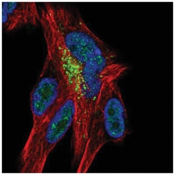 ZNF768 Antibody, Novus Biologicals:Antibodies:Primary Antibodies