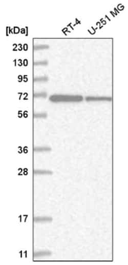 ZNF792 Antibody, Novus Biologicals:Antibodies:Primary Antibodies