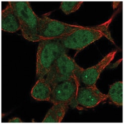 ZNF829 Antibody, Novus Biologicals:Antibodies:Primary Antibodies