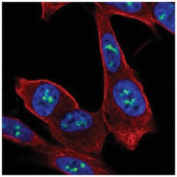 ZNF865 Antibody, Novus Biologicals:Antibodies:Primary Antibodies