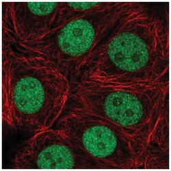 ZRANB2 Antibody, Novus Biologicals 25 &mu;L, Unlabeled:Antibodies, Polyclonal