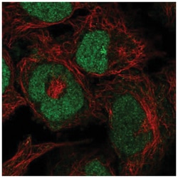 ZRANB2 Antibody, Novus Biologicals:Antibodies:Primary Antibodies