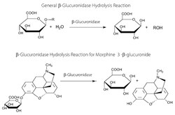 MP Biomedicals&trade;&nbsp;Hyaluronidase, Source: Ovine Testes