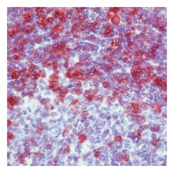 Epredia Lab Vision CD27 Ab-2, Mouse Monoclonal Antibody:Antibodies:Primary