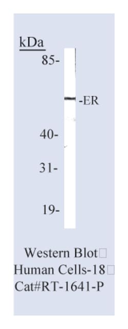 Epredia Lab Vision Estrogen Receptor Ab-21 Rat Monoclonal Antibody with