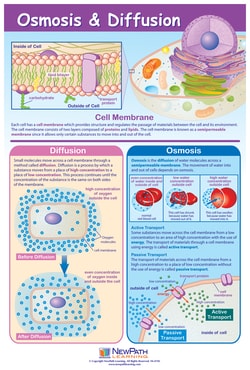 Laminated Osmosis and Diffusion Poster