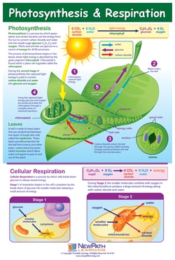 Photosynthesis and Respiration Poster Photosynthesis and respiration poster:Education
