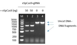 Genscript Corporation GenCRISPR  Ultra eSpCas9-N-NLS Research, tag-free,