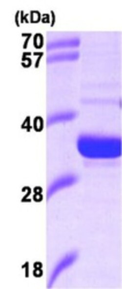 Novus Biologicals&trade;&nbsp;Recombinant Human HO-2/HMOX2 Protein