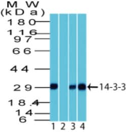 14-3-3 Antibody, Novus Biologicals:Antibodies:Primary Antibodies