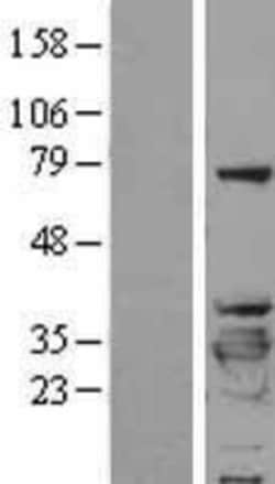 Novus Biologicals&trade;&nbsp;14-3-3 beta/alpha Overexpression Lysate