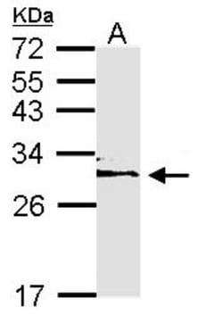 14-3-3 epsilon Antibody, Novus Biologicals 0.1mL; Unlabeled:Antibodies,