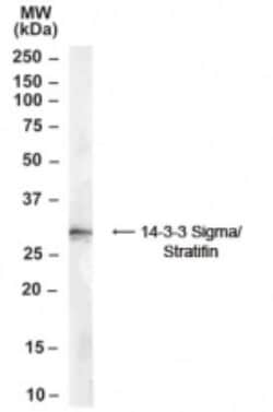 14-3-3 sigma/Stratifin Antibody, Novus Biologicals 0.1mg; Unlabeled:Antibodies,