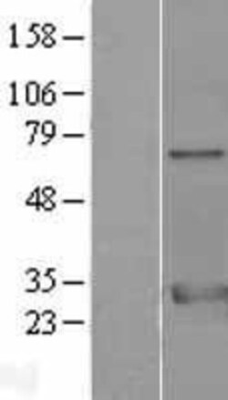 Novus Biologicals&trade;&nbsp;14-3-3 zeta/beta Overexpression Lysate