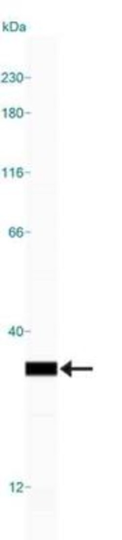 14-3-3 Antibody, Novus Biologicals:Antibodies:Primary Antibodies