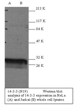 14-3-3 Antibody, Novus Biologicals 0.1 mg | Buy Online | Novus Biologicals | Fisher Scientific