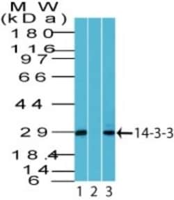 14-3-3 Antibody, Novus Biologicals 0.025mg; Unlabeled:Antibodies, Polyclonal