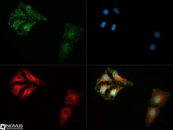 14-3-3 gamma, ac Val2 Antibody (KC21) - BSA Free, Novus Biologicals:Antibodies:Primary