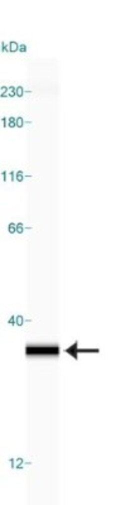 14-3-3 gamma, ac Val2 Antibody (KC21) - BSA Free, Novus Biologicals:Antibodies:Primary