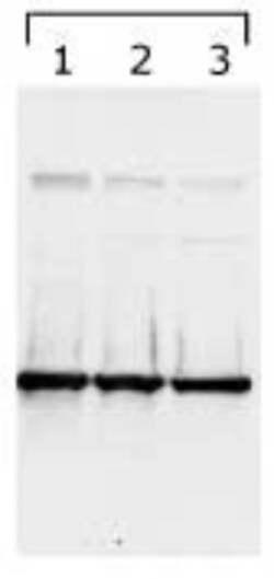 14-3-3 gamma, ac Val2 Antibody (KC21) - BSA Free, Novus Biologicals:Antibodies:Primary