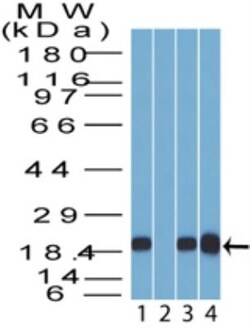 14-3-3 sigma/Stratifin Antibody, Novus Biologicals:Antibodies:Primary Antibodies