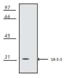 anti-Mouse 14-3-3 zeta/beta, Clone: 22-IID8B, Novus Biologicals 0.05mg;