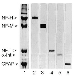 NF-M Antibody (3H11), Novus Biologicals 0.05mL; Unlabeled:Antibodies, Monoclonal