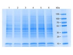 Novus Biologicals™ 293 Whole Cell Lysate