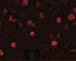 2B4/CD244/SLAMF4 Antibody - BSA Free, Novus Biologicals 0.1mg; Unlabeled:Antibodies,