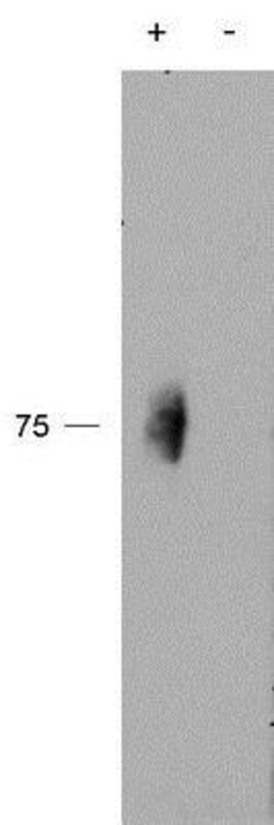 2B4/CD244/SLAMF4, p Tyr271 Antibody, Novus Biologicals 0.1mg; Unlabeled:Antibodies,