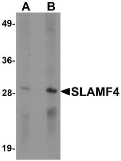 2B4/CD244/SLAMF4 Antibody - BSA Free, Novus Biologicals 0.1mg; Unlabeled:Antibodies,