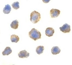 4EBP1 Antibody - BSA Free, Novus Biologicals 0.1mg; Unlabeled:Antibodies,