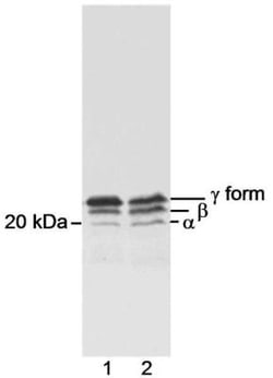 4EBP1 Antibody, Novus Biologicals 100 &mu;L | Buy Online | Novus Biologicals | Fisher Scientific