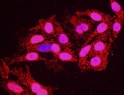 53BP1, p Ser25 Antibody, Novus Biologicals 0.1 mL | Buy Online | Novus Biologicals | Fisher Scientific