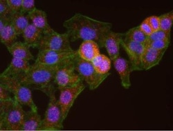 53BP1, p Ser25 Antibody, Novus Biologicals 0.1 mL | Buy Online | Novus Biologicals | Fisher Scientific