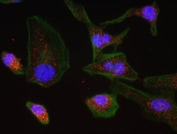 53BP1, p Ser25 Antibody, Novus Biologicals 0.1 mL | Buy Online | Novus Biologicals | Fisher Scientific