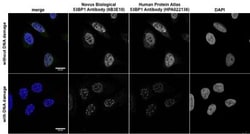 53BP1 Antibody (6B3E10) - BSA Free, Novus Biologicals 0.1mL; Unlabeled:Antibodies,