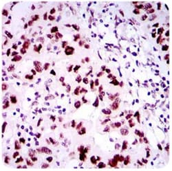 53BP1 Antibody (6B3E10) - BSA Free, Novus Biologicals 0.1mL; Unlabeled:Antibodies,