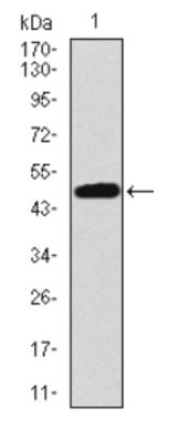 53BP1 Antibody (6B3E10) - BSA Free, Novus Biologicals 0.1mL; Unlabeled:Antibodies,