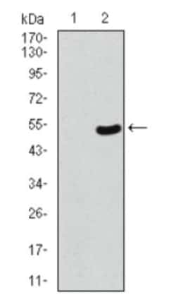 53BP1 Antibody (6B3E10) - BSA Free, Novus Biologicals 0.1mL; Unlabeled:Antibodies,