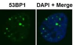 53BP1 Antibody - BSA Free, Novus Biologicals 0.025mL; Unlabeled:Antibodies,