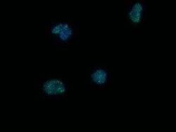 53BP1 Antibody - BSA Free, Novus Biologicals 0.1mL; Unlabeled:Antibodies,