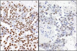 53BP1 Antibody - BSA Free, Novus Biologicals:Antibodies:Primary Antibodies