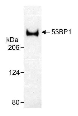 53BP1 Antibody - BSA Free, Novus Biologicals 0.1mL; Unlabeled:Antibodies,