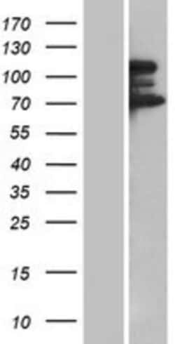 Novus Biologicals&trade;&nbsp;53BP2 Overexpression Lysate