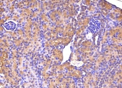 58K Golgi Protein Antibody (58K-9), Novus Biologicals:Antibodies:Primary