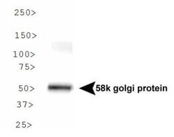 58K Golgi Protein Antibody (58K-9), Novus Biologicals:Antibodies:Primary