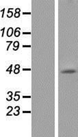 Novus Biologicals&trade;&nbsp;5-HT1A Overexpression Lysate
